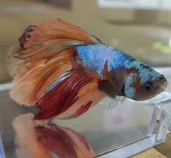 Kampfisk Super Delta Candy Han